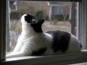 Amelia in her favorite spot | Marietta | 2009