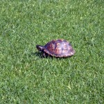 Baby turtle sunning on the tee box